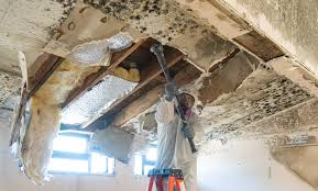 Why You Should Choose Our Mold Remediation Services in Lemon Hill, CA